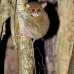 monkey_tarsier_eastern_tangkoko_v_0063_sul1236.jpg